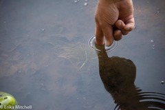 Schoenoplectus subterminalis