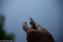 Schoenoplectus subterminalis