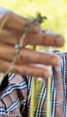 Schoenoplectus subterminalis