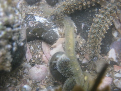 Flabelligera bicolor