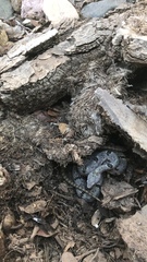 Crotalus lepidus klauberi