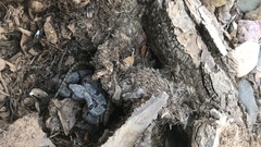 Crotalus lepidus klauberi