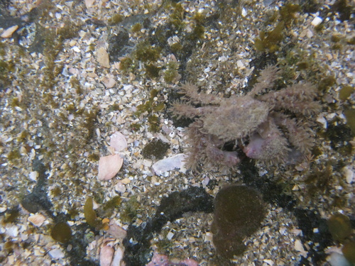 Pilumnus novaezealandiae