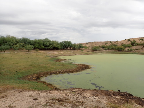 Lemna turionifera iNat (2)
