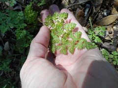 Anthriscus caucalis