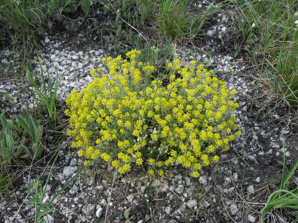 Odontarrhena tortuosa