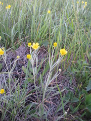 Ranunculus illyricus