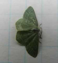 Mesothea incertata