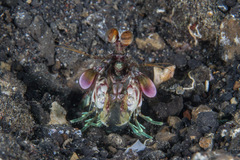 Odontodactylus latirostris