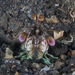 Pink-eared Mantis Shrimp - Photo (c) Mark Rosenstein, some rights reserved (CC BY-NC), uploaded by Mark Rosenstein