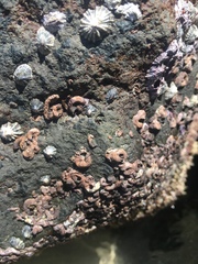 Dendropoma gregarium