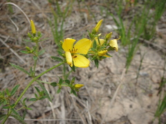 Rhexia lutea