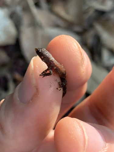 Loxopholis southi
