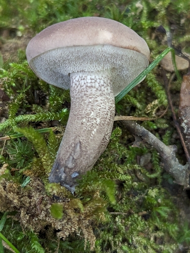 Boletaceae