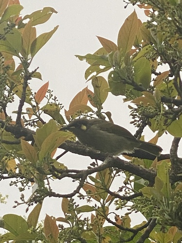 Cryptic Honeyeater (Meliphaga imitatrix), photo 7