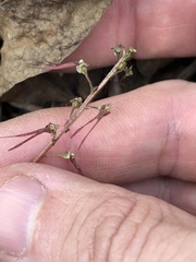 Neottia bifolia