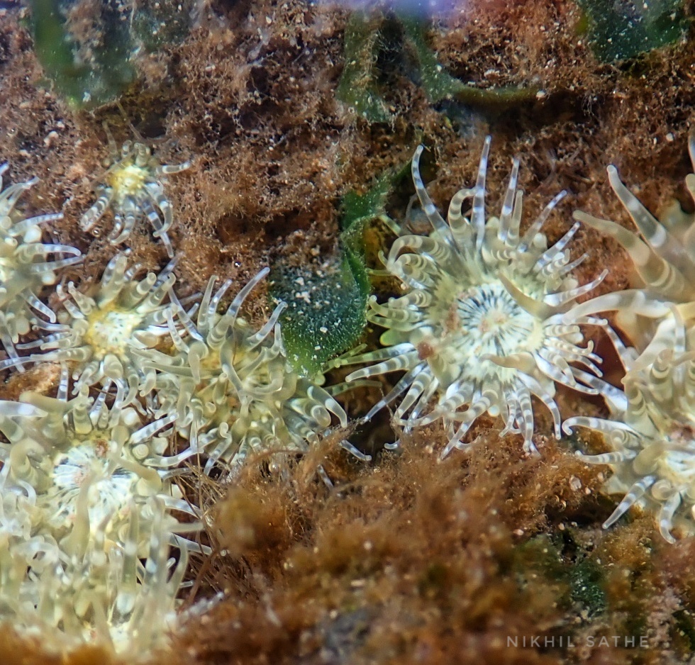 Banded Bead Anemone