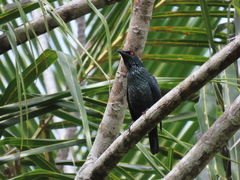 Singing Starling photo 4