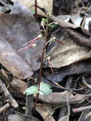 Neottia bifolia