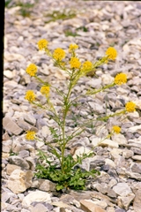 Sisymbrium austriacum