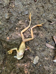 Agalychnis spurrelli