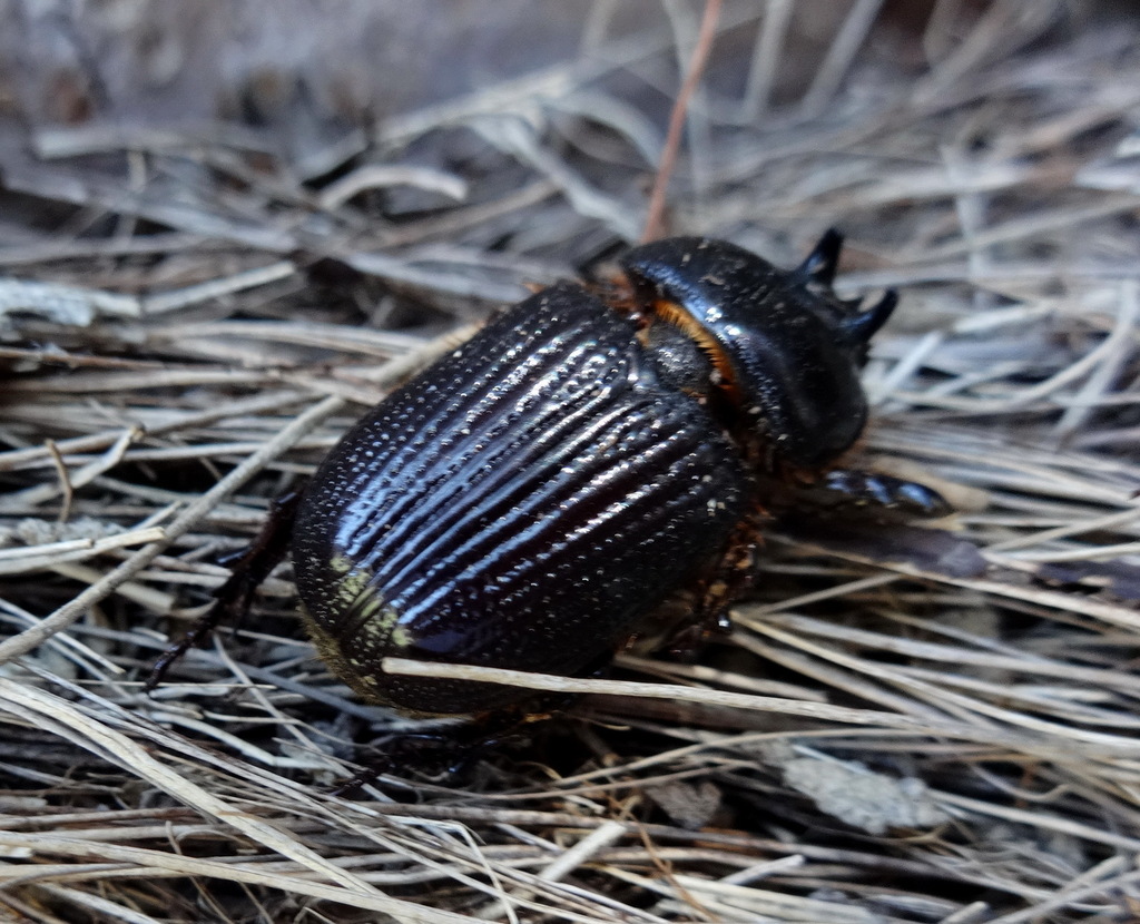 Archophileurus chaconus