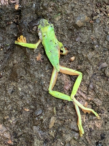 Agalychnis spurrelli