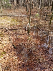 Pseudacris collinsorum