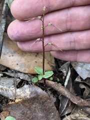Neottia bifolia