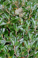 Brachyglottis elaeagnifolia