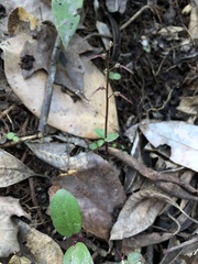 Neottia bifolia
