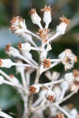 Brachyglottis elaeagnifolia