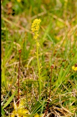 Tofieldia calyculata