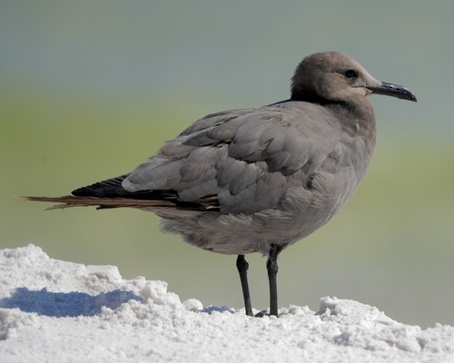 Gray Gull｜灰鸥 参考照片