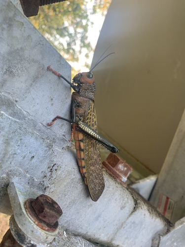 Tropidacris cristata dux