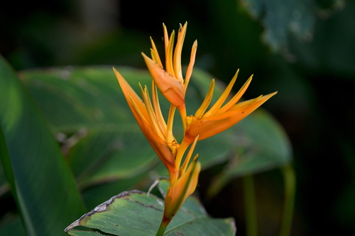 Heliconia psittacorum × spathocircinata