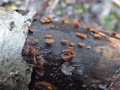 Rutstroemia alni