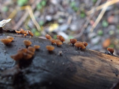 Rutstroemia alni