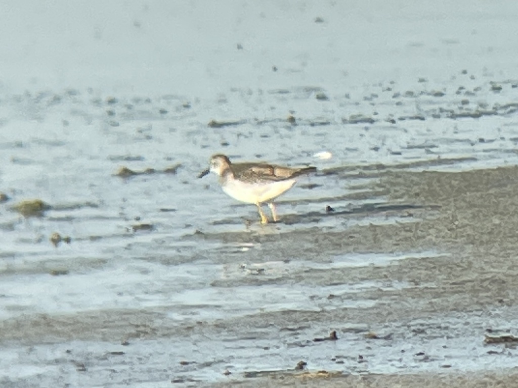 Shanks, Tattlers, and Allies from Frank Lake, Foothills No. 31, AB, CA