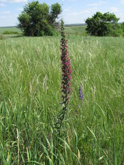 Pontechium maculatum