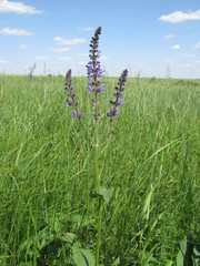Salvia dumetorum