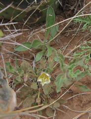 Chamaesaracha sordida