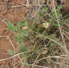 Chamaesaracha sordida
