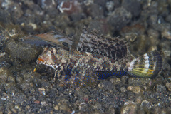Dactylopus kuiteri