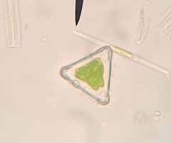 Desmidium