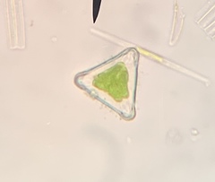 Desmidium