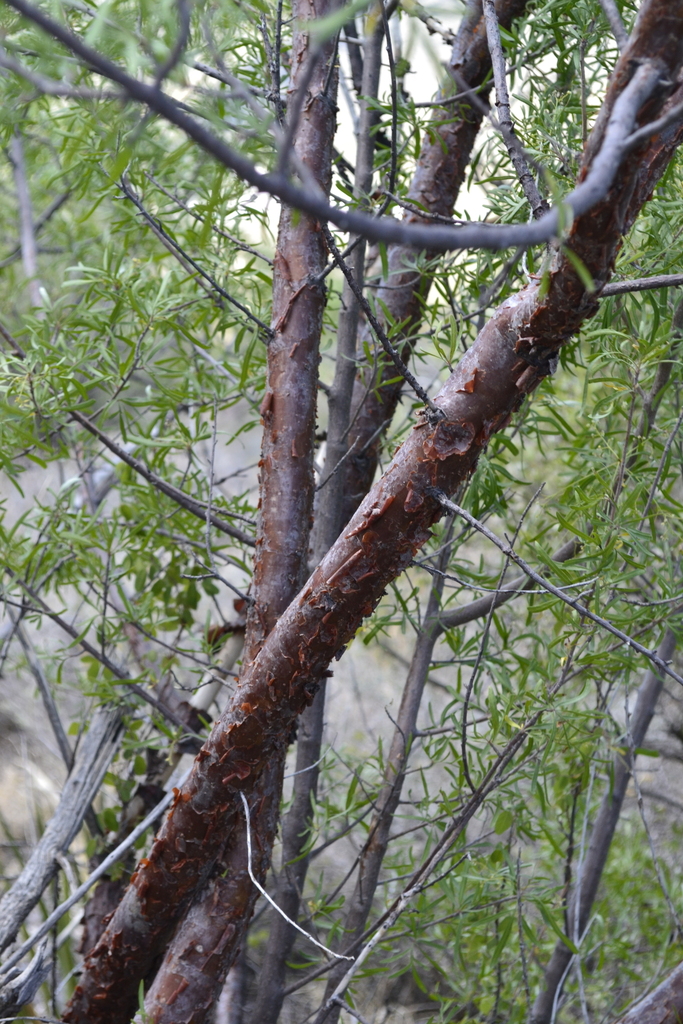 Bonetiella anomala