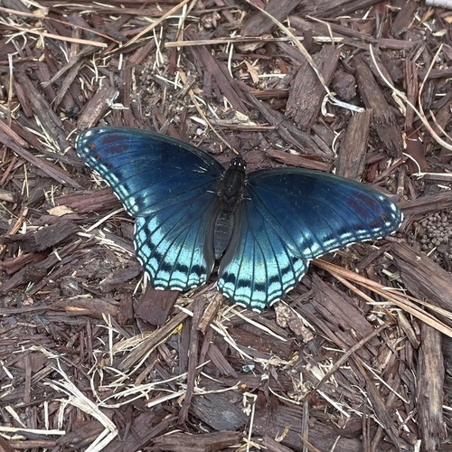 Red-spotted Admiral photo 3
