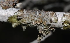 Melanohalea subolivacea