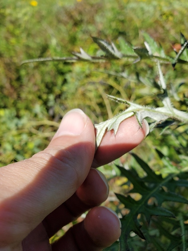 field thistle (Cirsium discolor)
